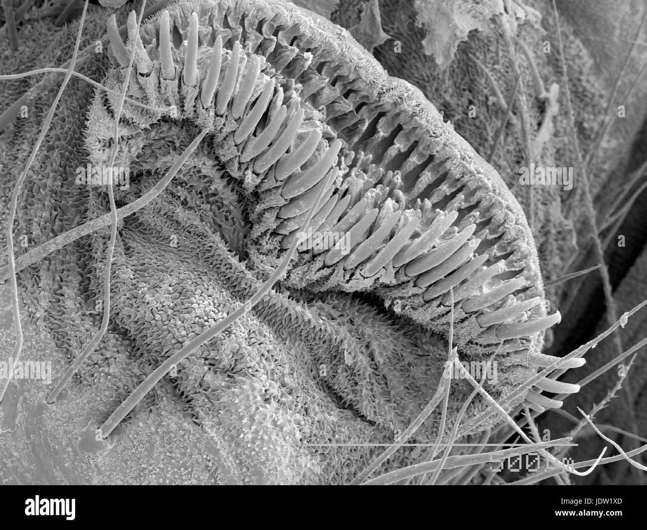 Magnified view of proleg of caterpillar Stock Photo