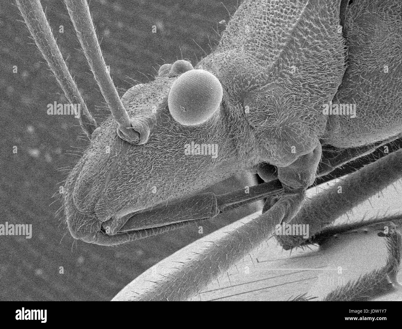 Magnified view of true bug Stock Photo