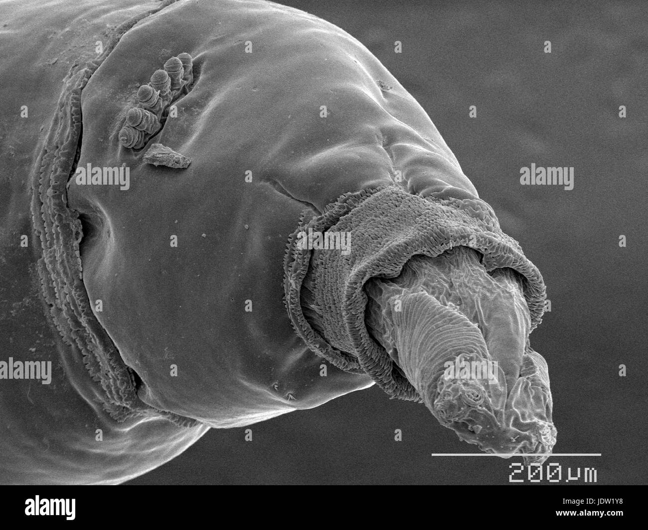 Magnified view of house fly maggot Stock Photo