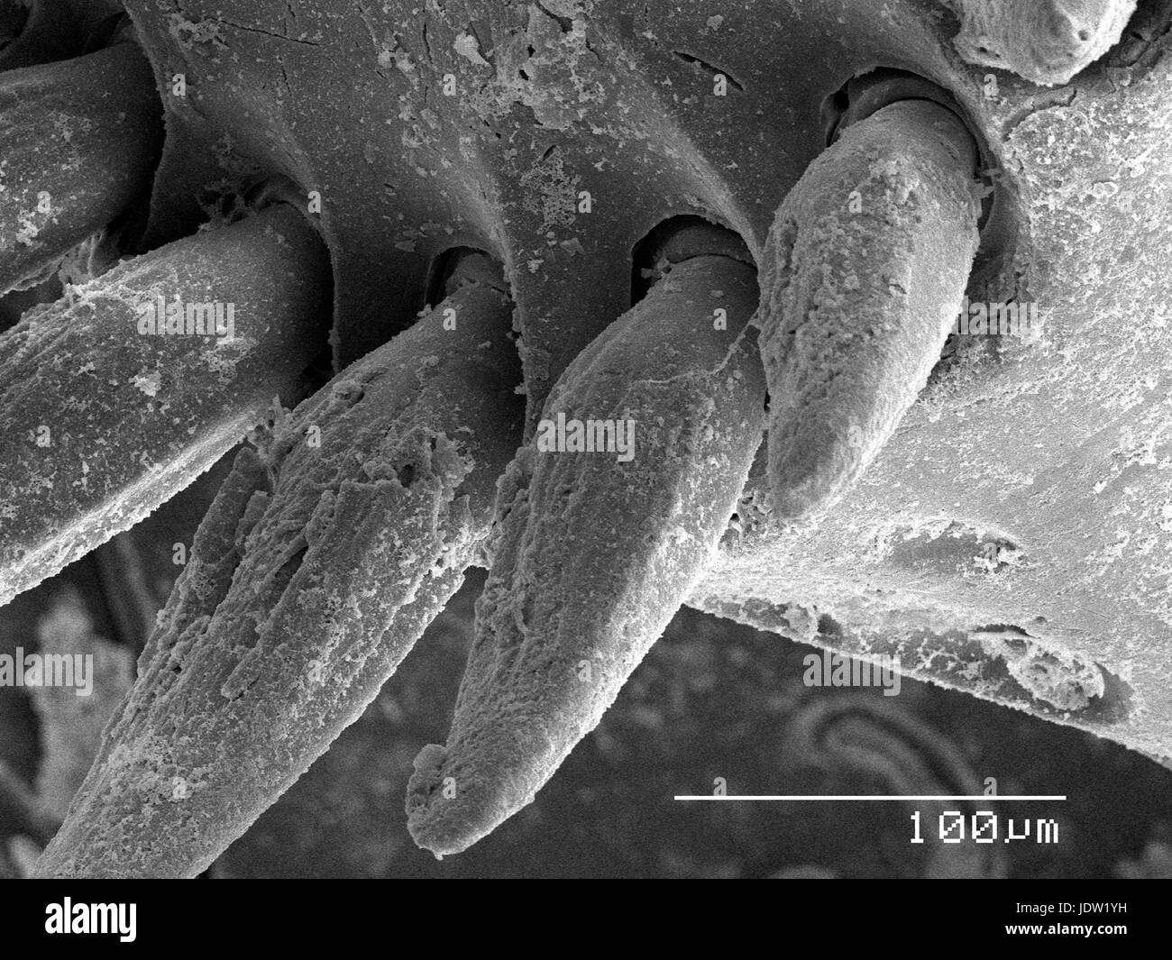 Magnified view of beetle leg spines Stock Photo