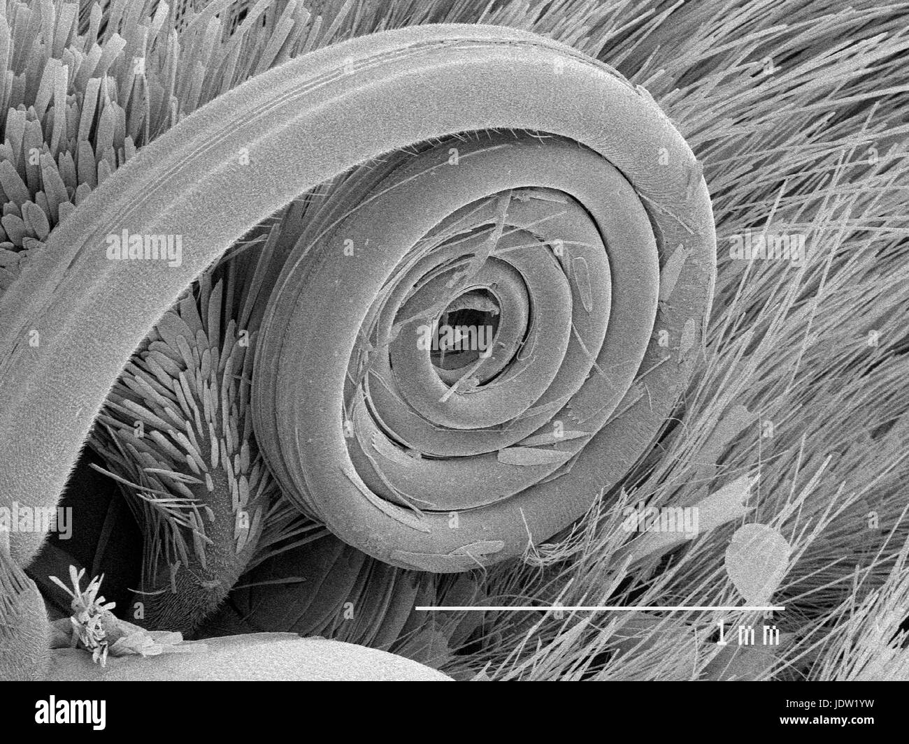 Magnified view of butterfly mouth parts Stock Photo