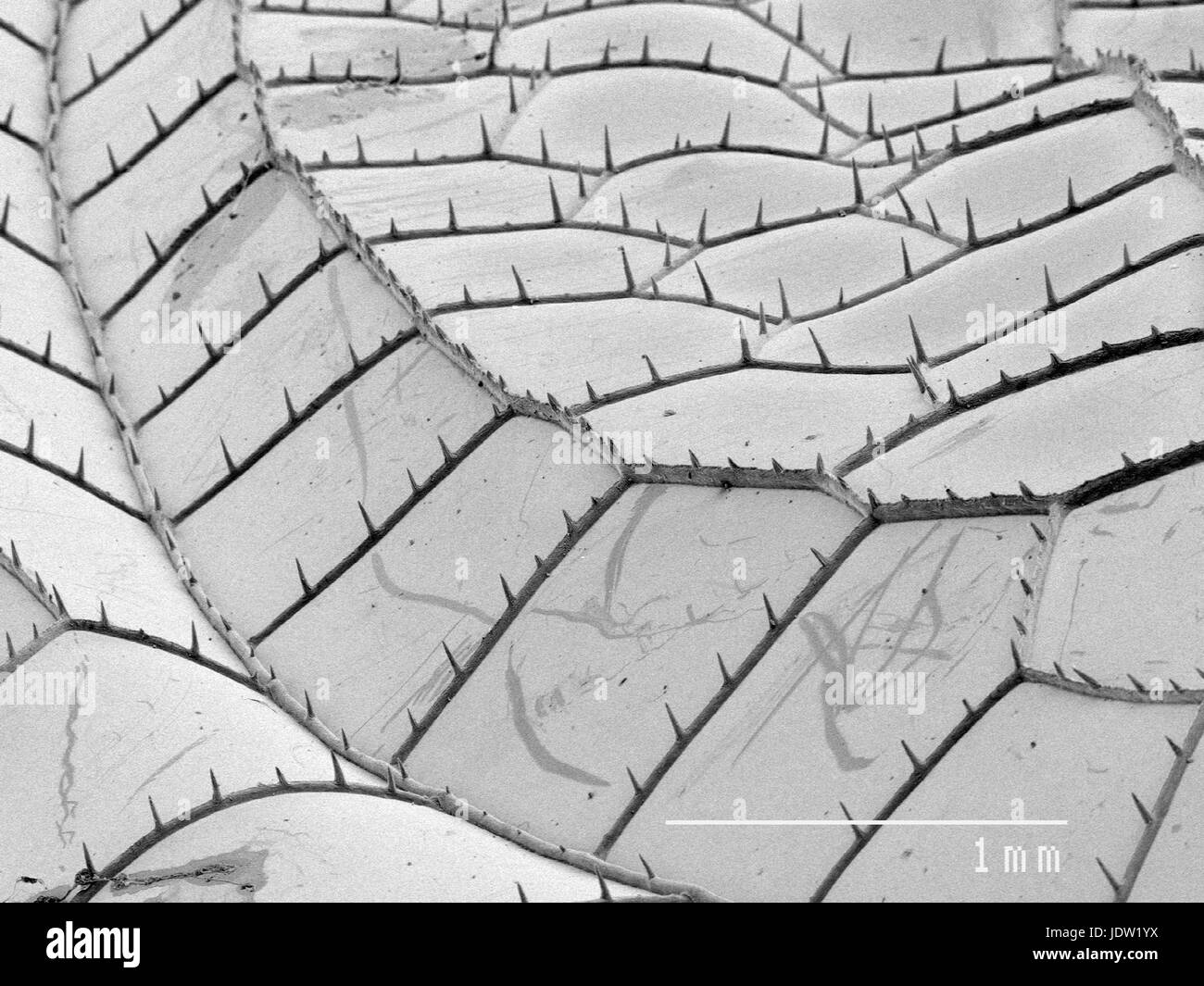 Magnified view of dragonfly wing Stock Photo