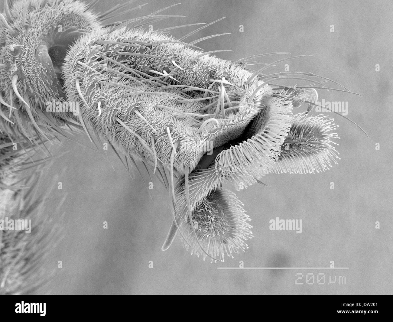 Magnified view of lovebug foot Stock Photo