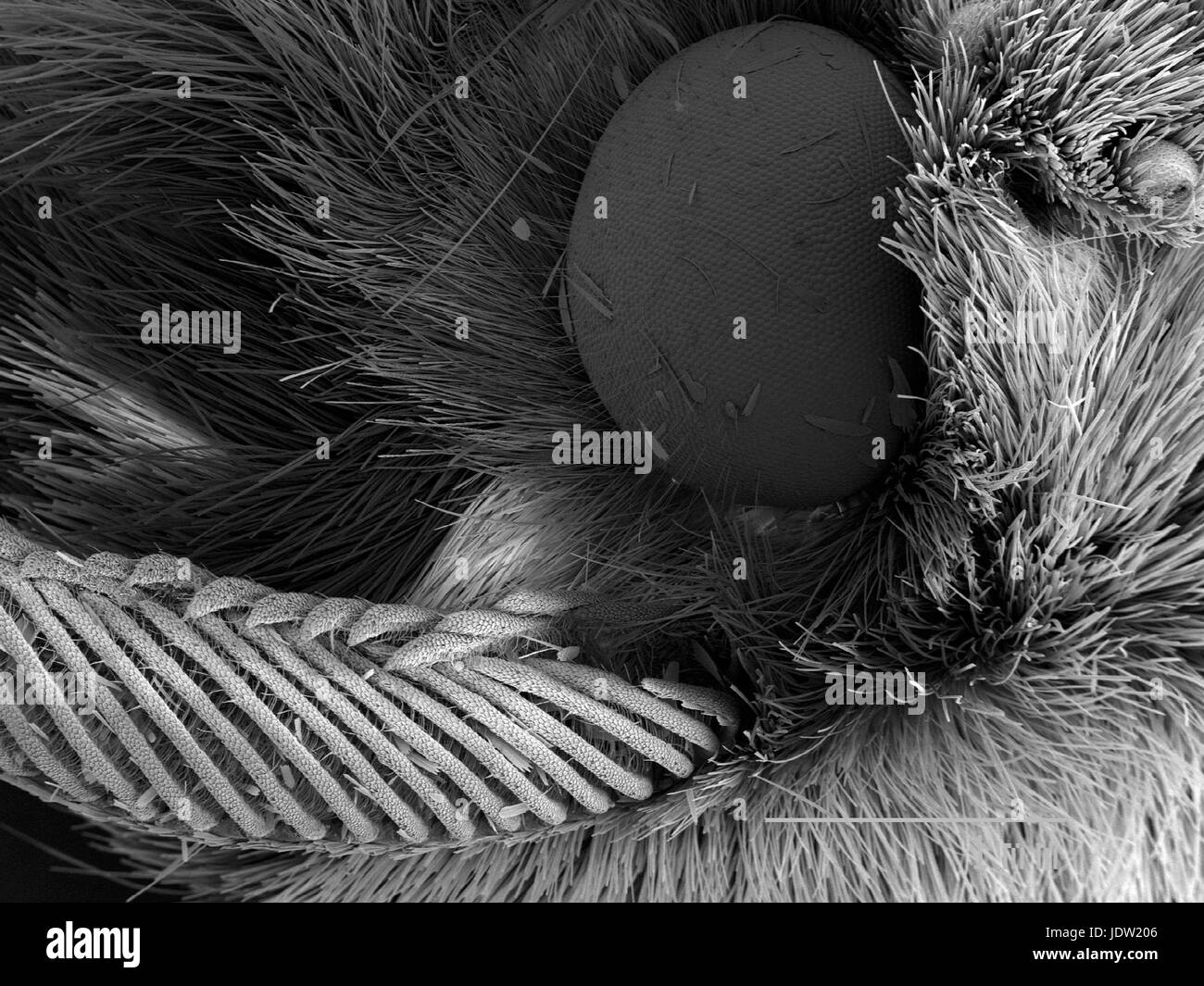 Magnified view of moth head Stock Photo