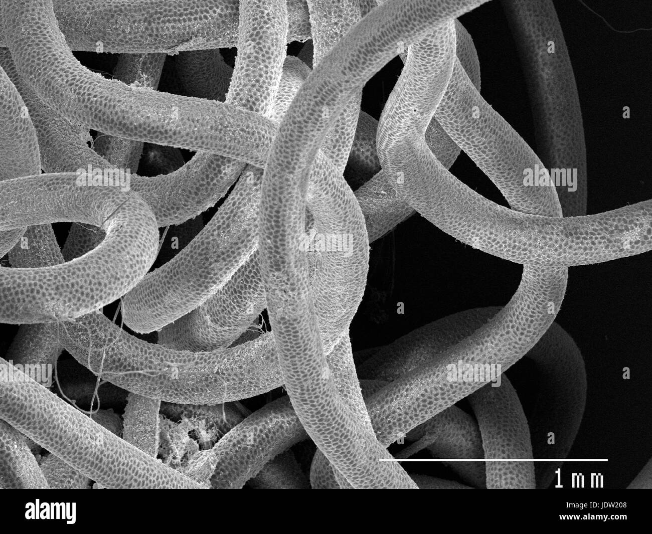 Magnified view of worm parasite Stock Photo