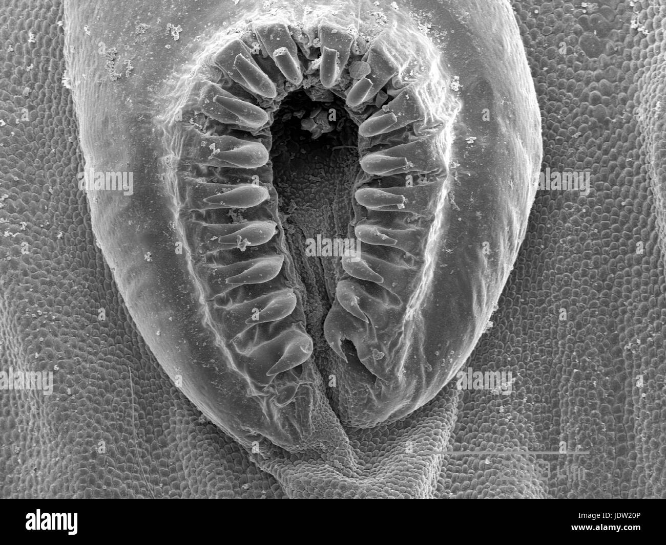 Magnified view of proleg of caterpillar Stock Photo
