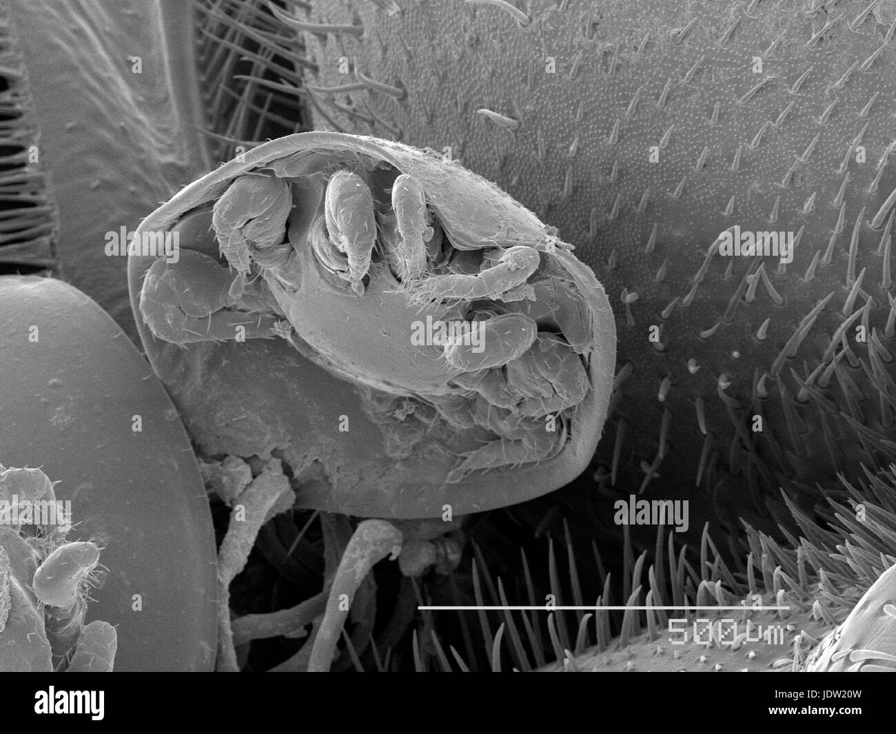 Magnified view of mite on beetle Stock Photo