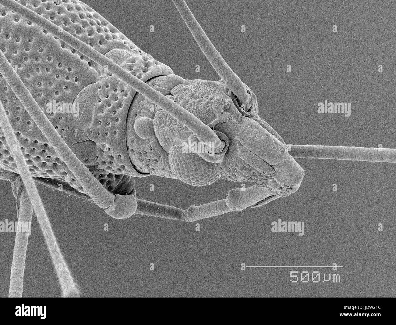 Magnified view of head of bug Stock Photo