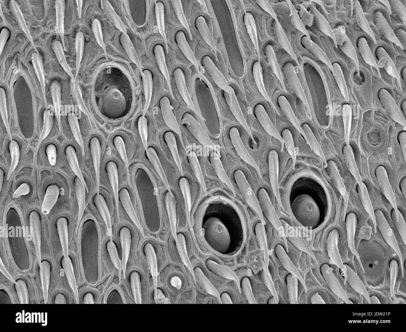 Magnified view of wasp antenna Stock Photo