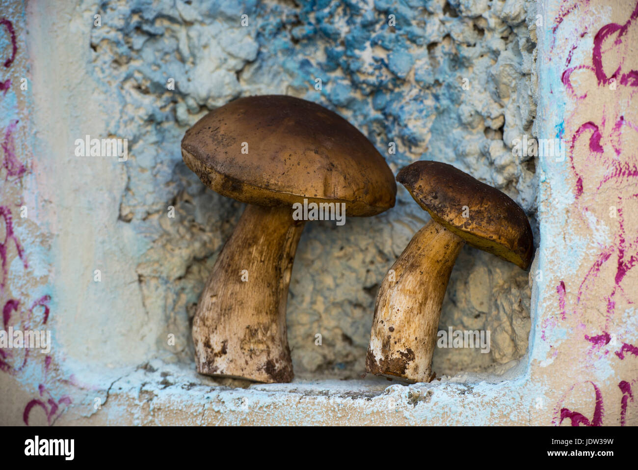 Niche in nature hires stock photography and images Alamy