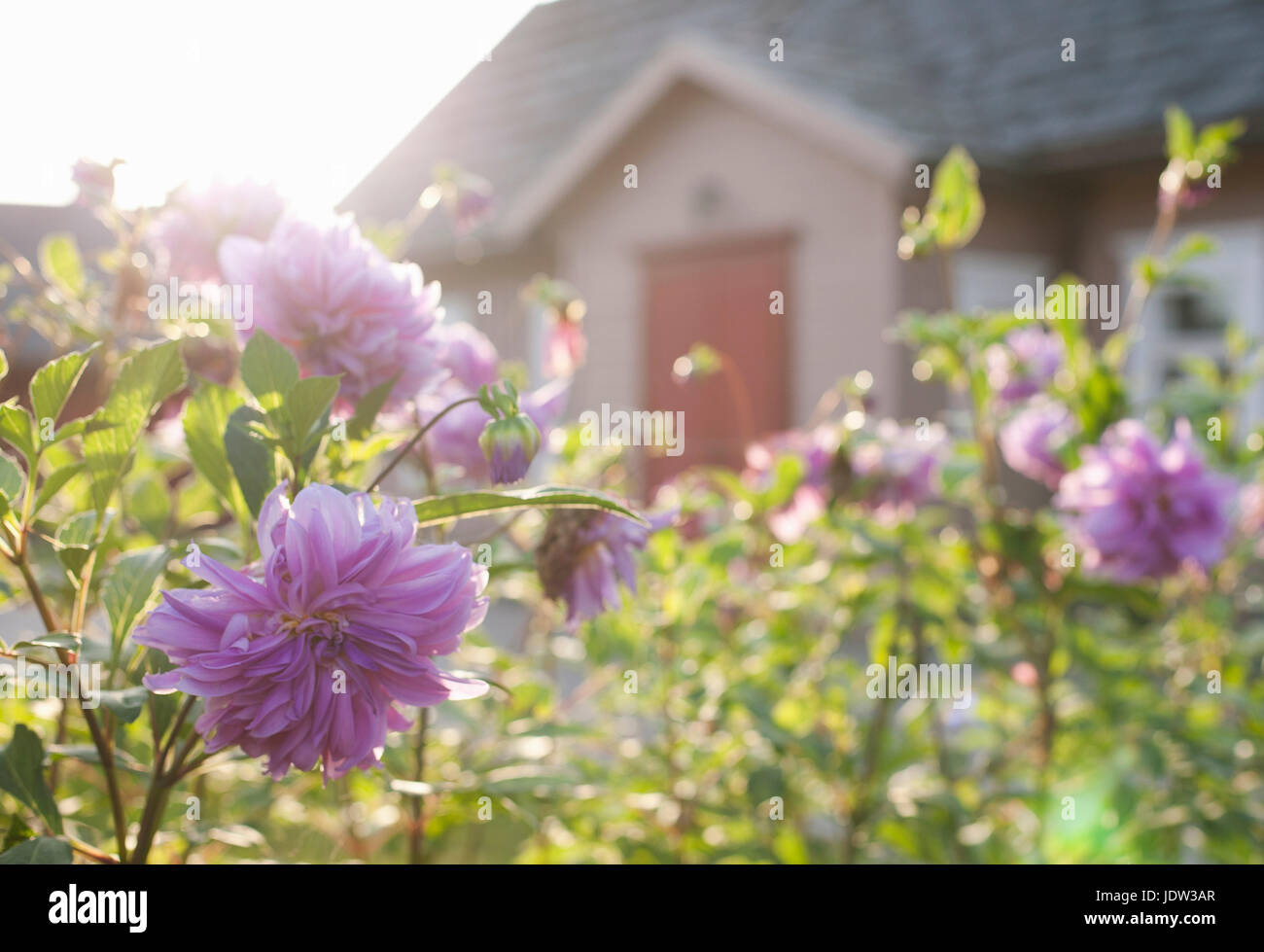 Purple flowers garden hi-res stock photography and images - Alamy