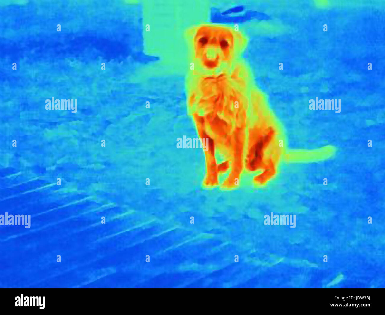 Dog thermal Clearance