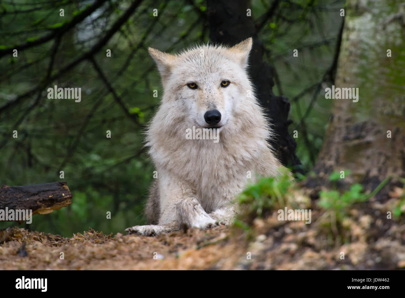 Grey Wolf, Seattle, Washington, USA Stock Photo