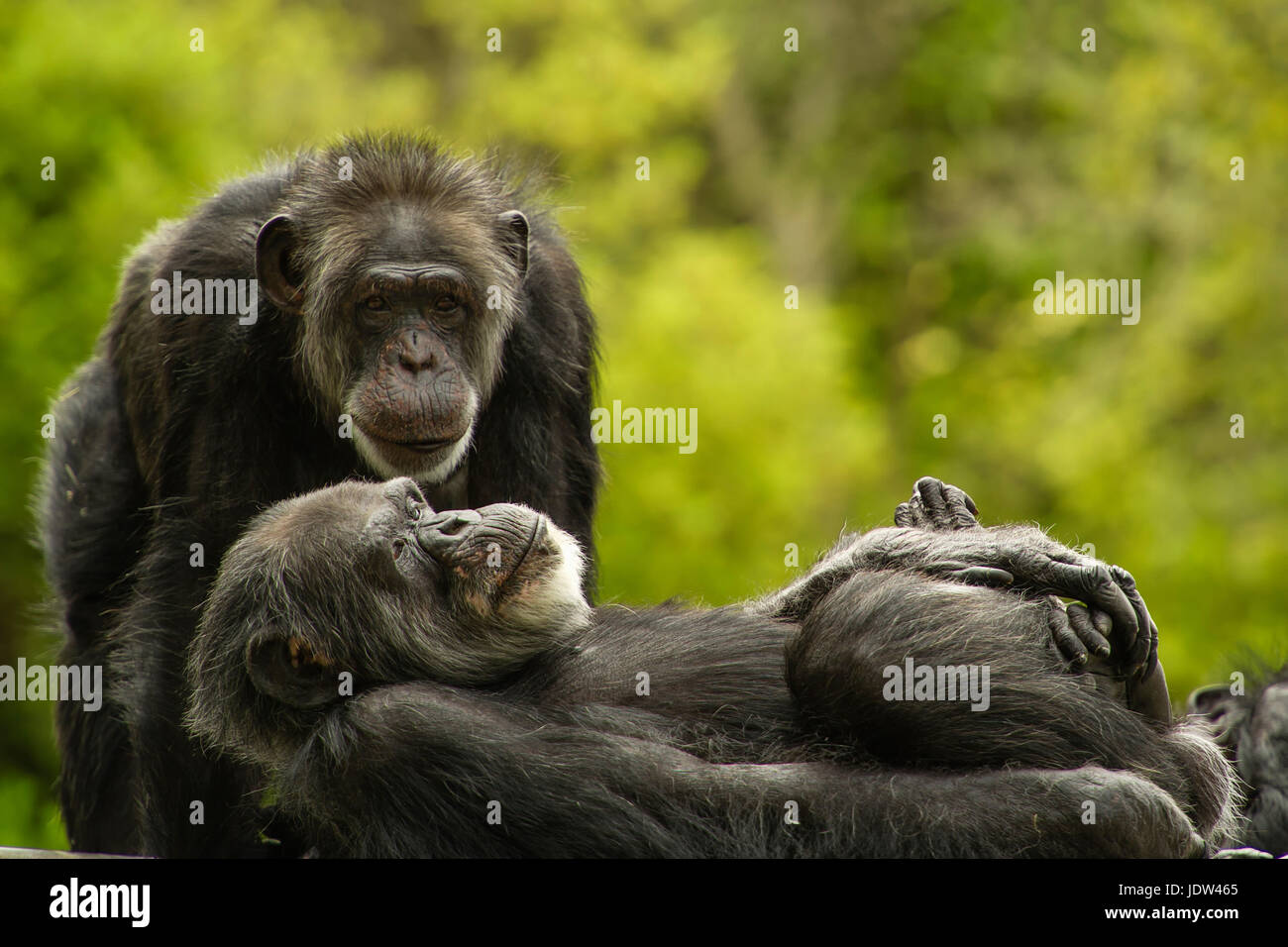 Chimpanzees, San Francisco Zoo, California, USA Stock Photo