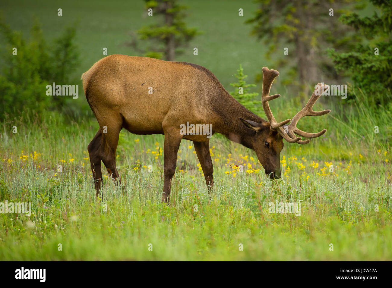 Rocky Mountain Elk grazing, Jasper, Alberta, Canada Stock Photo