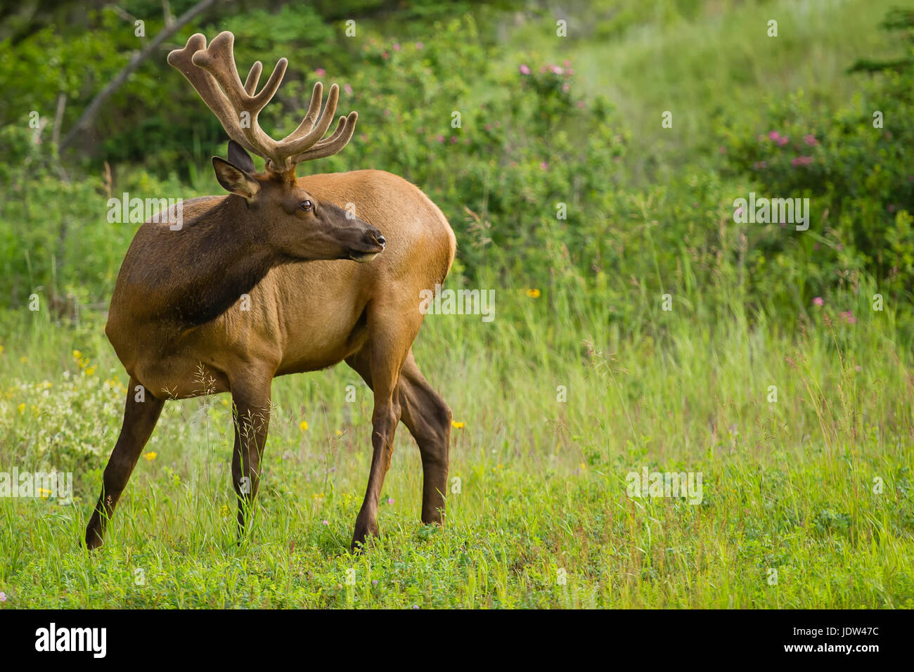 Rocky Mountain Elk grazing, Jasper, Alberta, Canada Stock Photo