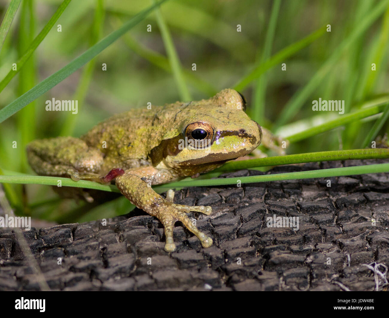 Pacific Tree Frog (Pseudacris regilla), Marin County, California, USA