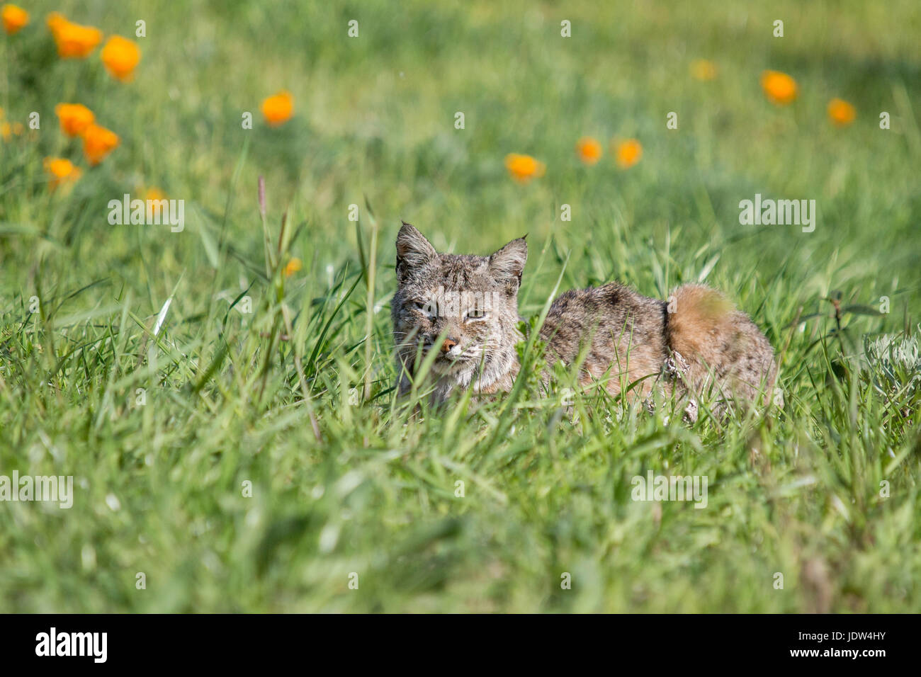 Bobcat, Lynx rufus californicus, Felis rufus Stock Photo