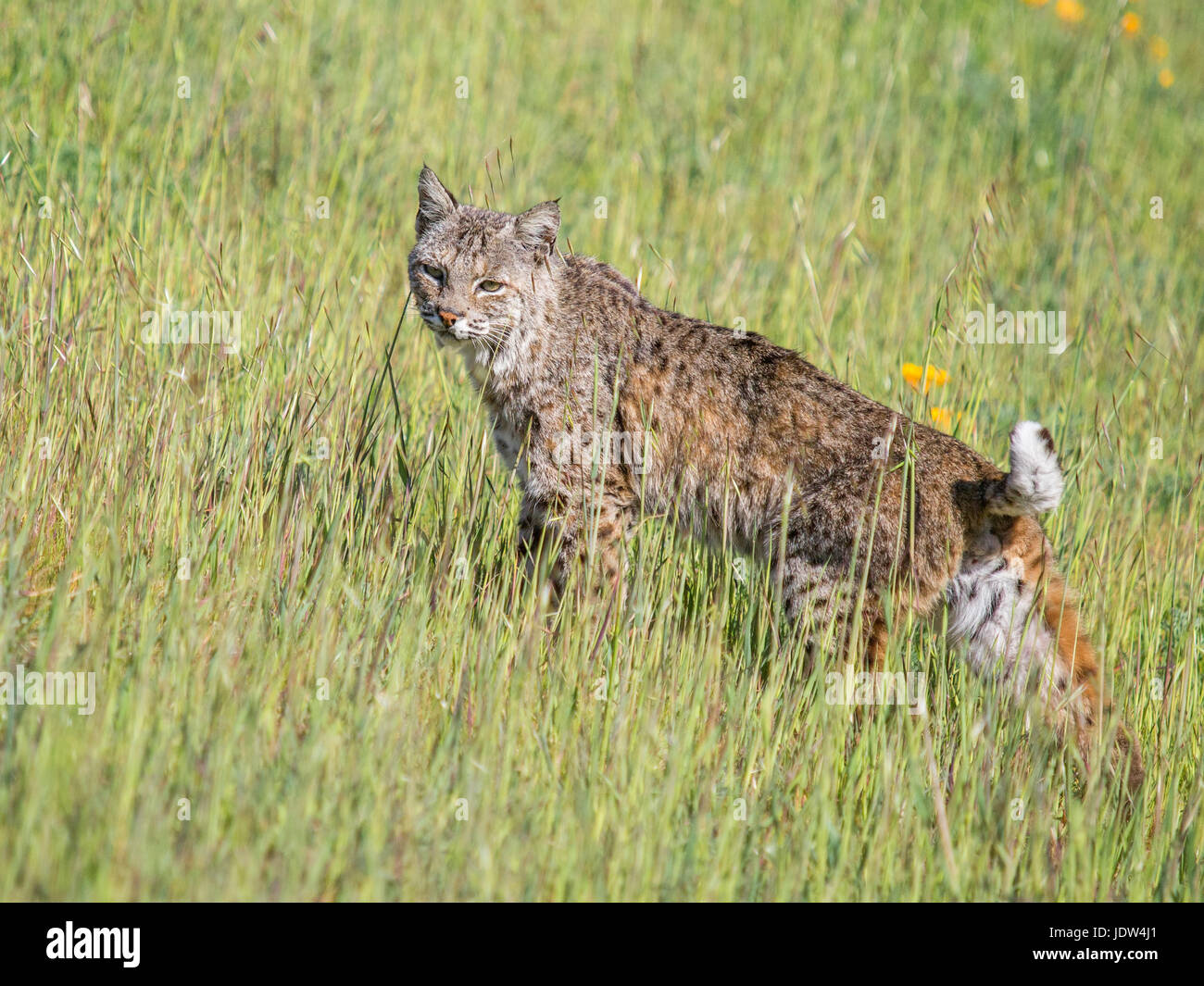 Bobcat, Lynx rufus californicus, Felis rufus Stock Photo