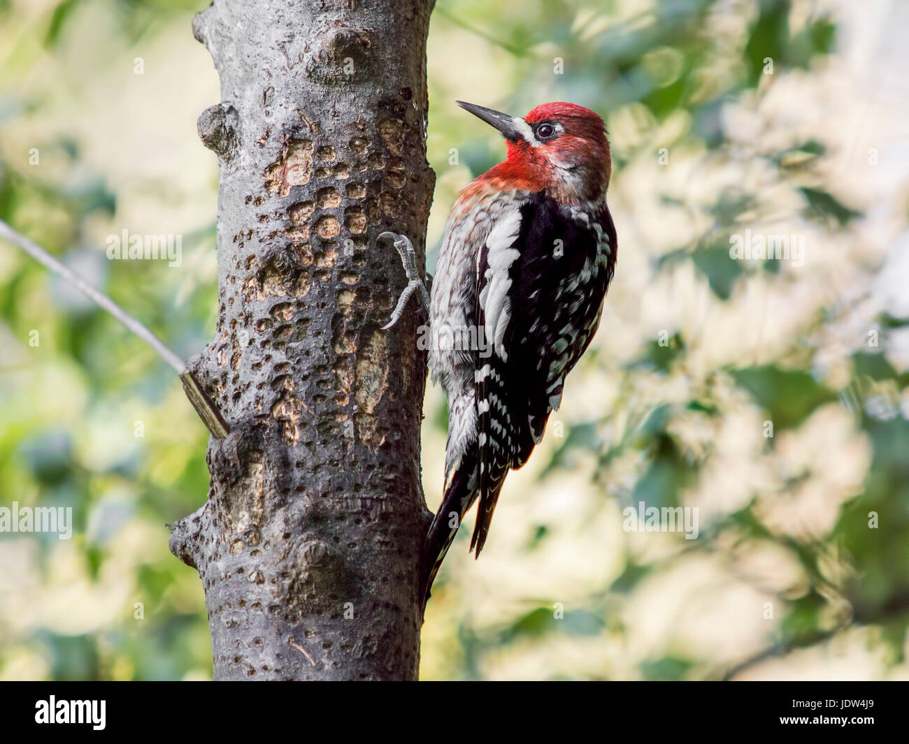 Red Breasted Sapsucker, Sphyrapicus ruber Stock Photo