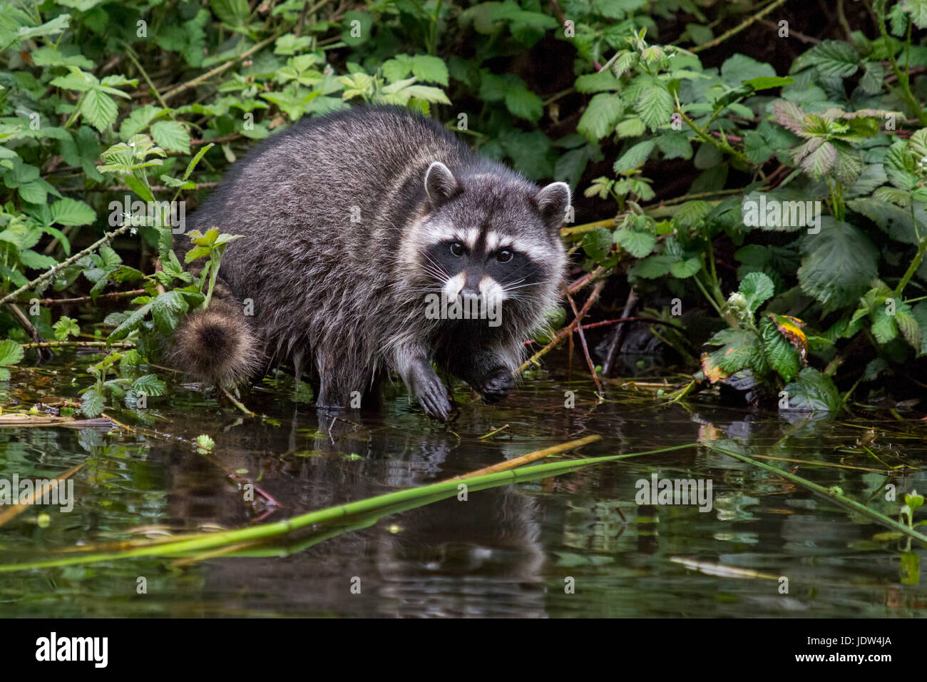 Raccoon, Procyon lotor Stock Photo