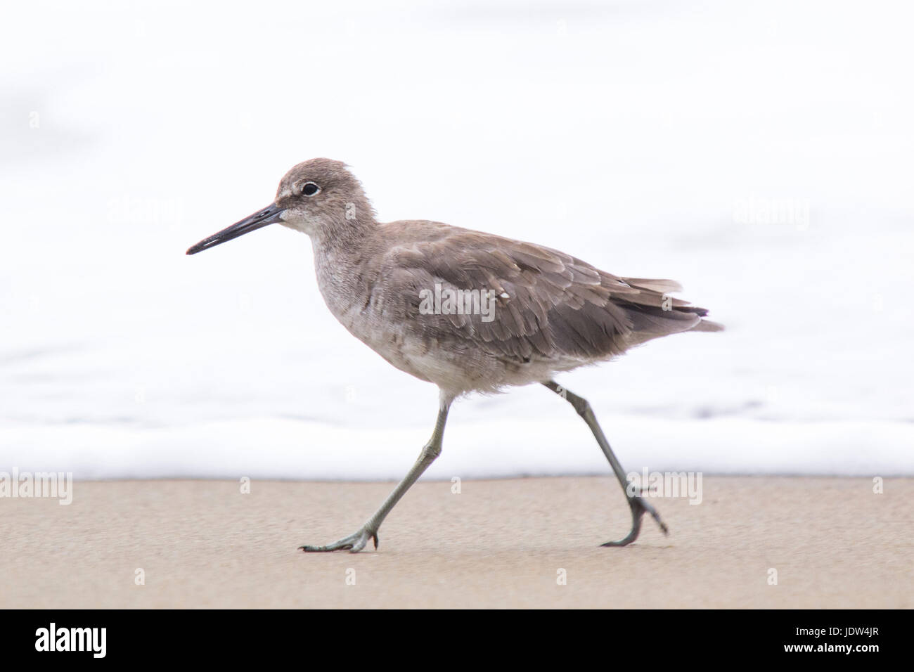 Willet, Tringa semipalmata, Catoptrophorus semipalmatus Stock Photo