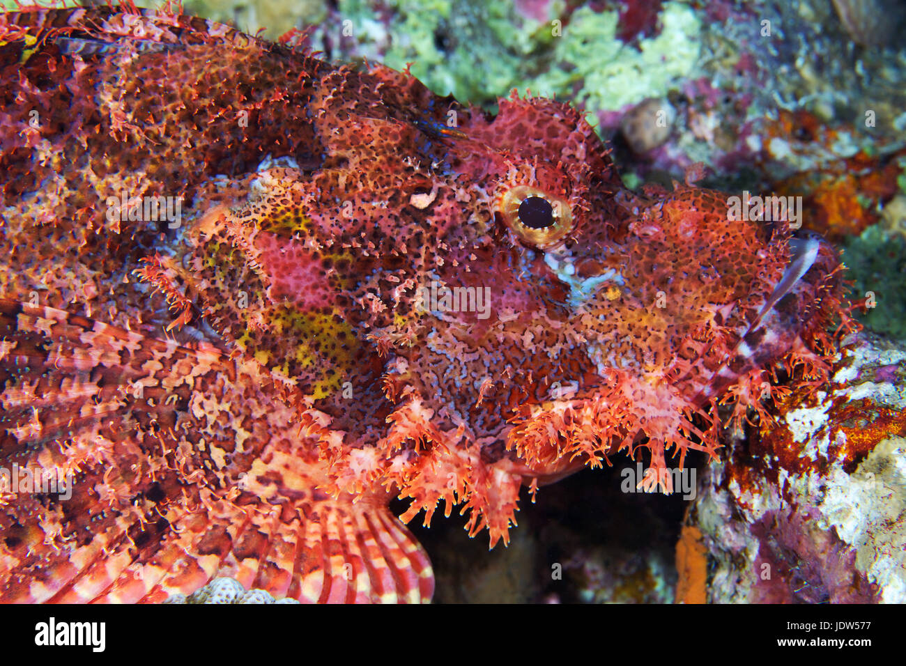 Bearded scorpionfish (Scorpaenopsis barbata) Stock Photo