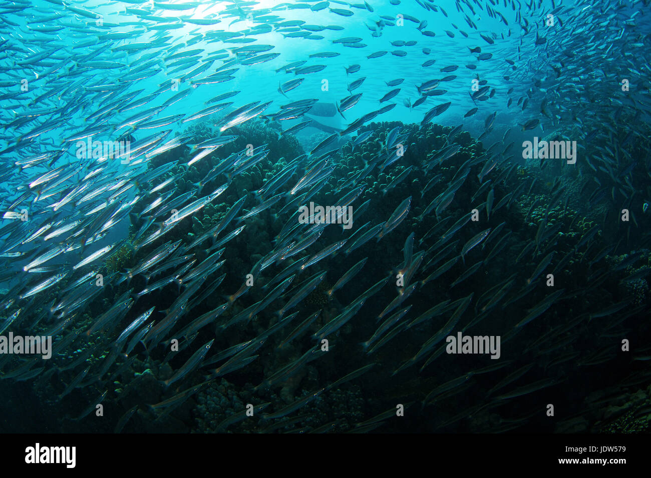 Yellowtail barracuda (Sphyraena flavicauda) Stock Photo