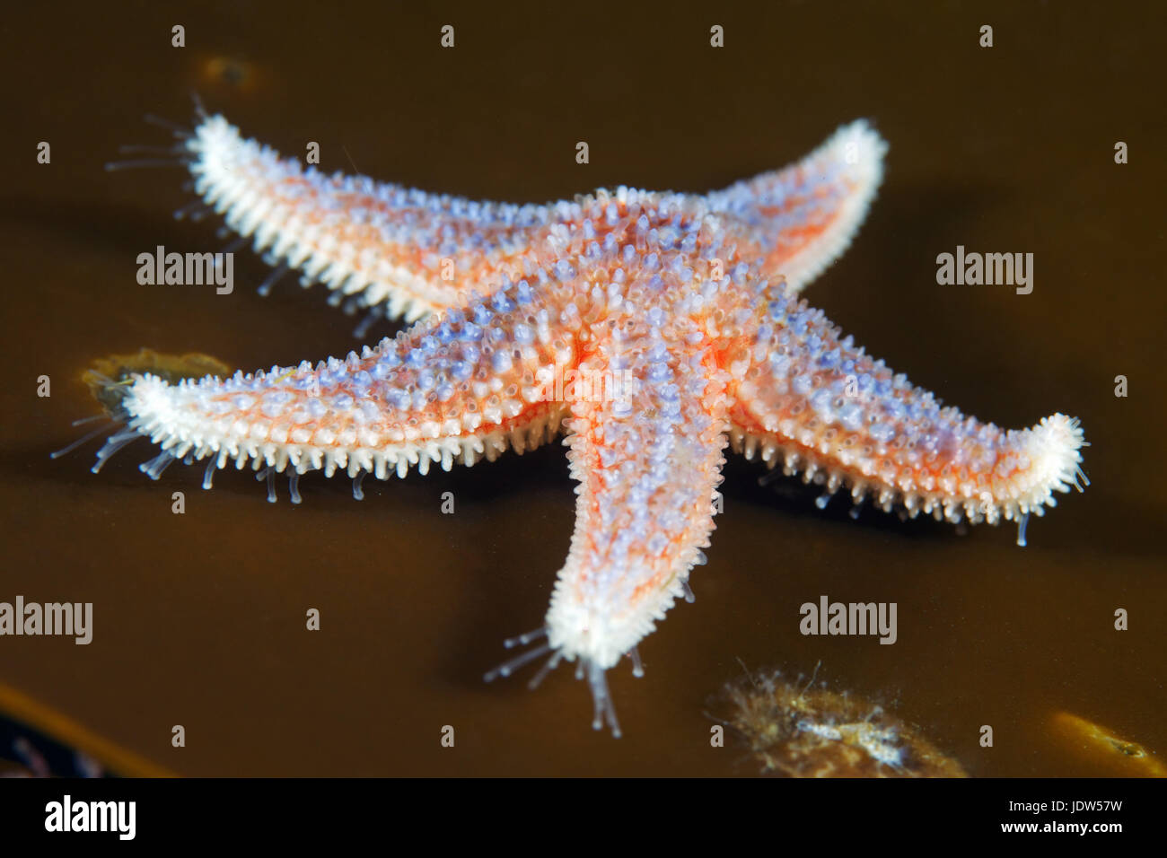 Asterias rubens hi-res stock photography and images - Alamy