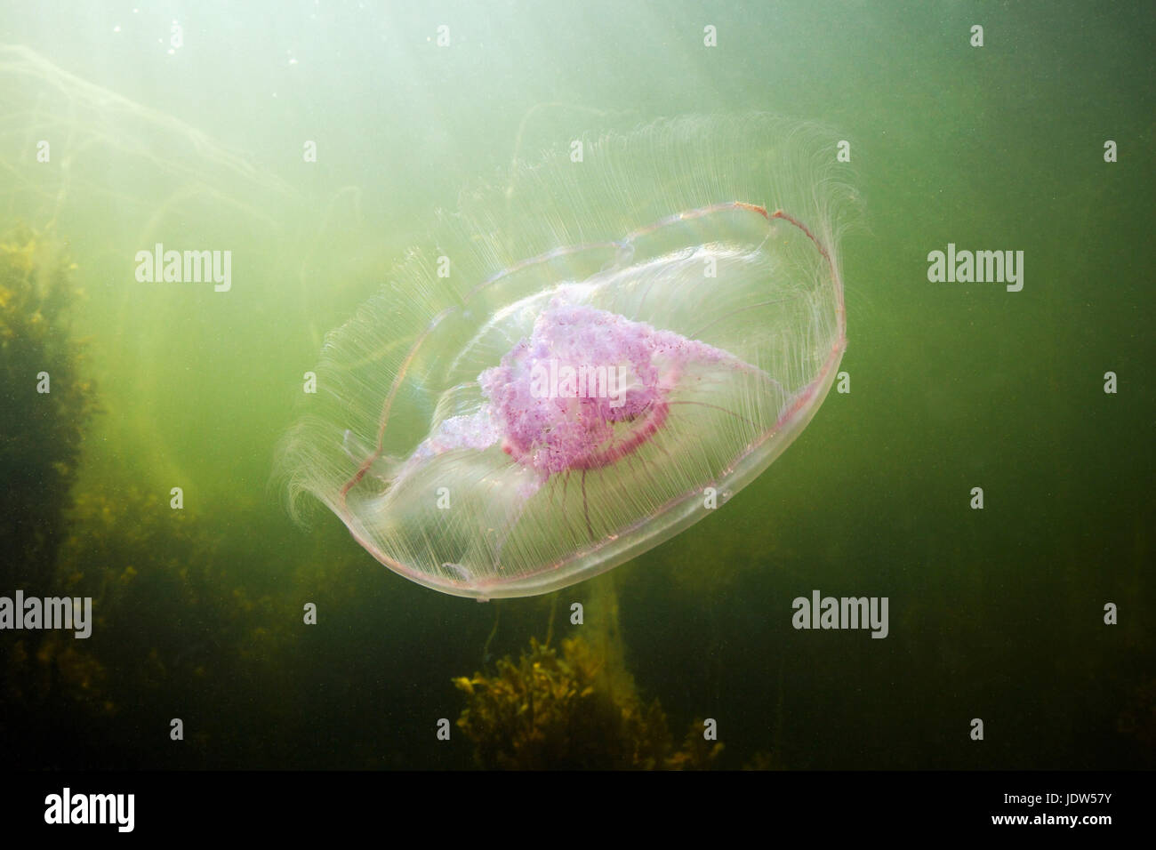 Moon jellyfish (Aurelia aurita) Stock Photo