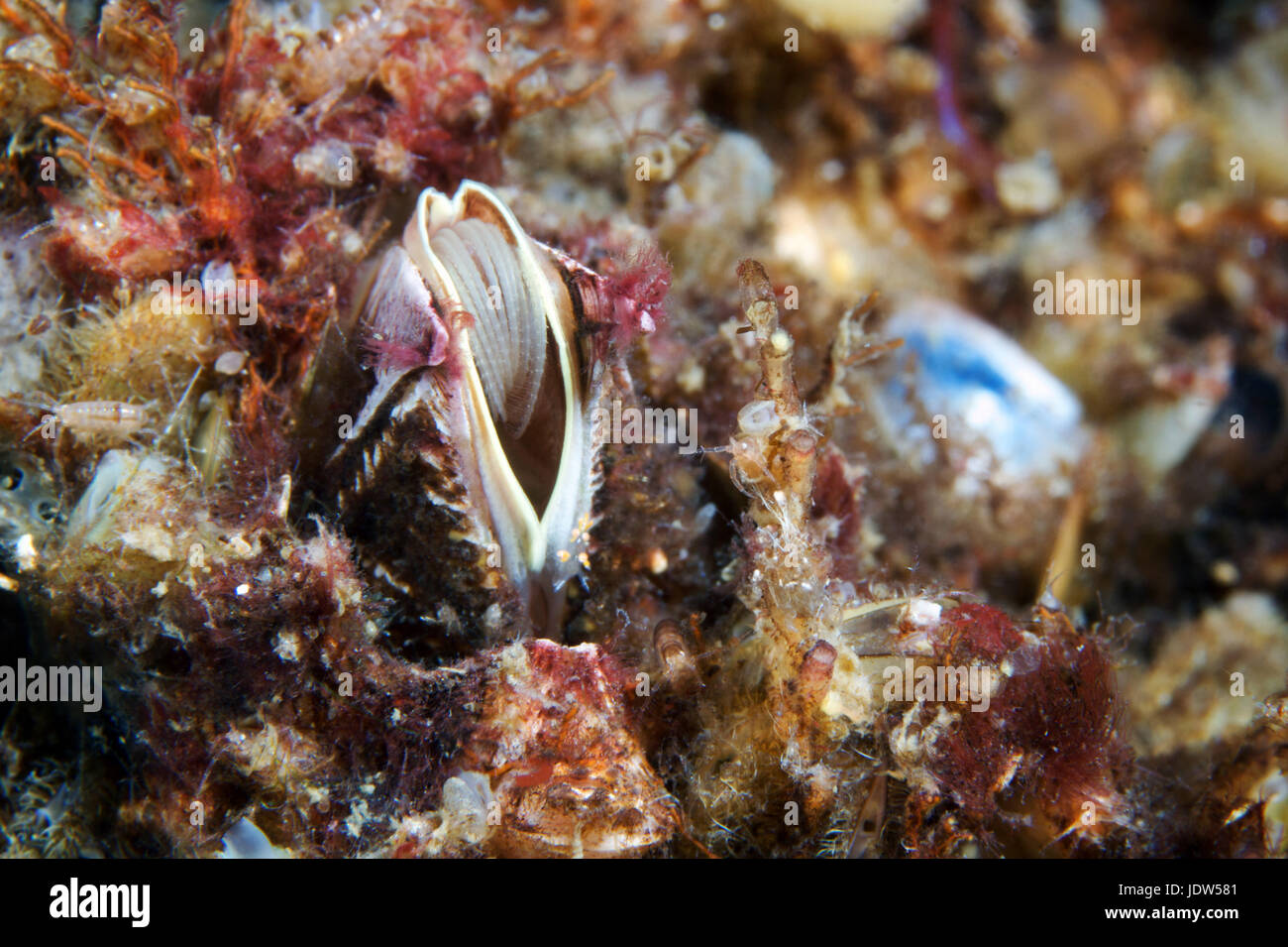 Balanus balanus barnacle Stock Photo