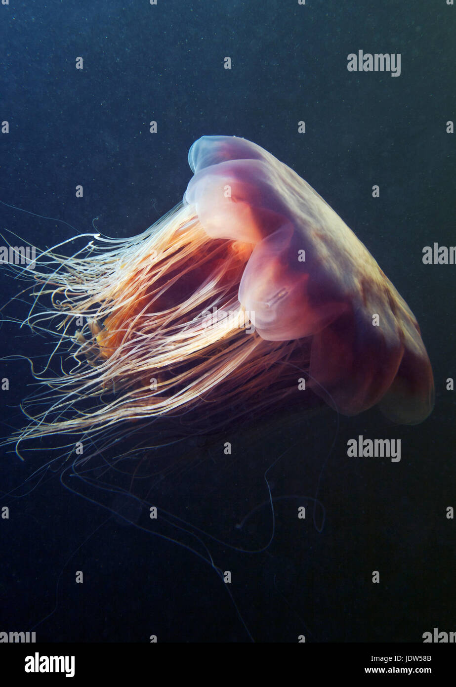 Lion's mane jellyfish (Cyanea capillata) Stock Photo