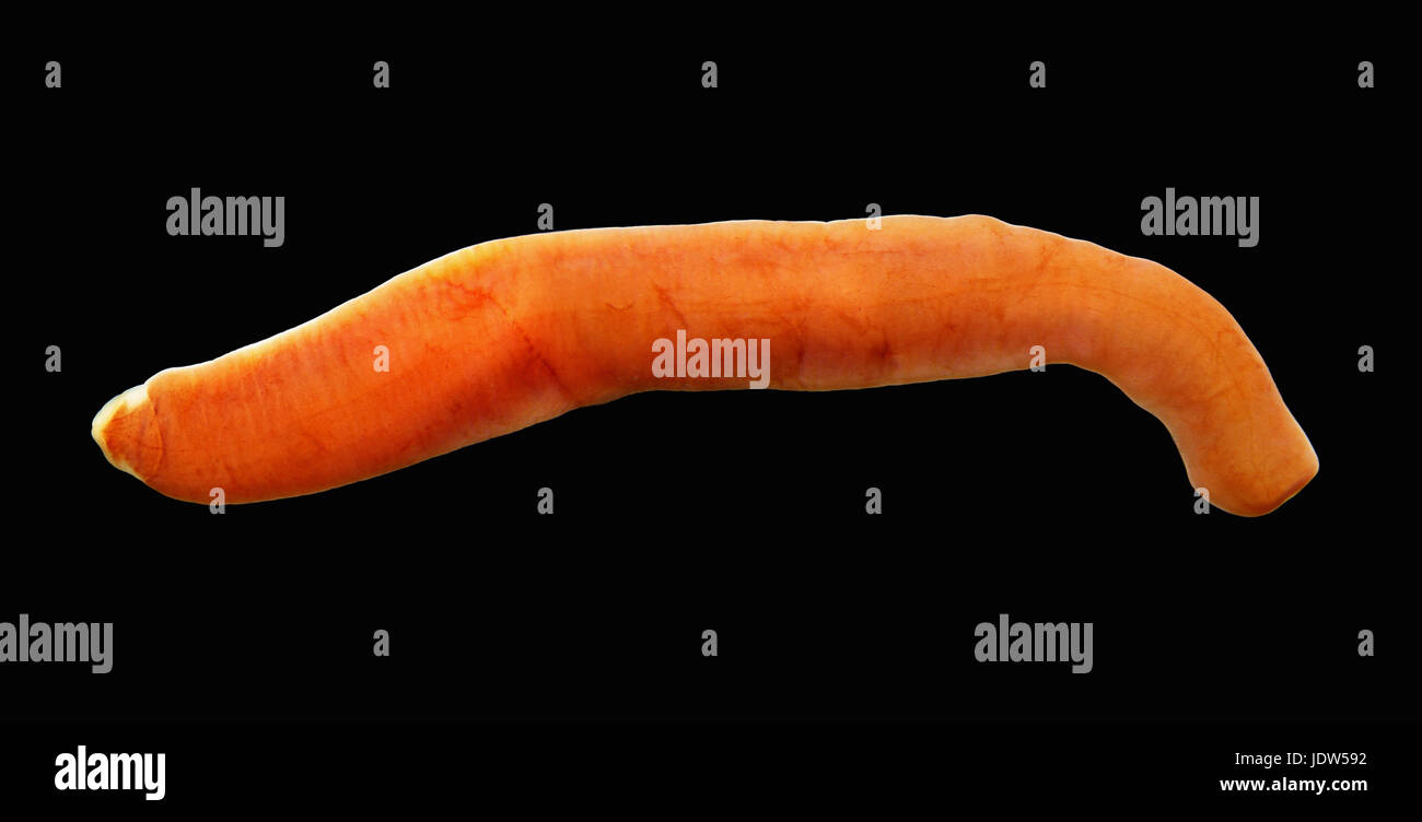 Nemertina, Ribbon worm Stock Photo