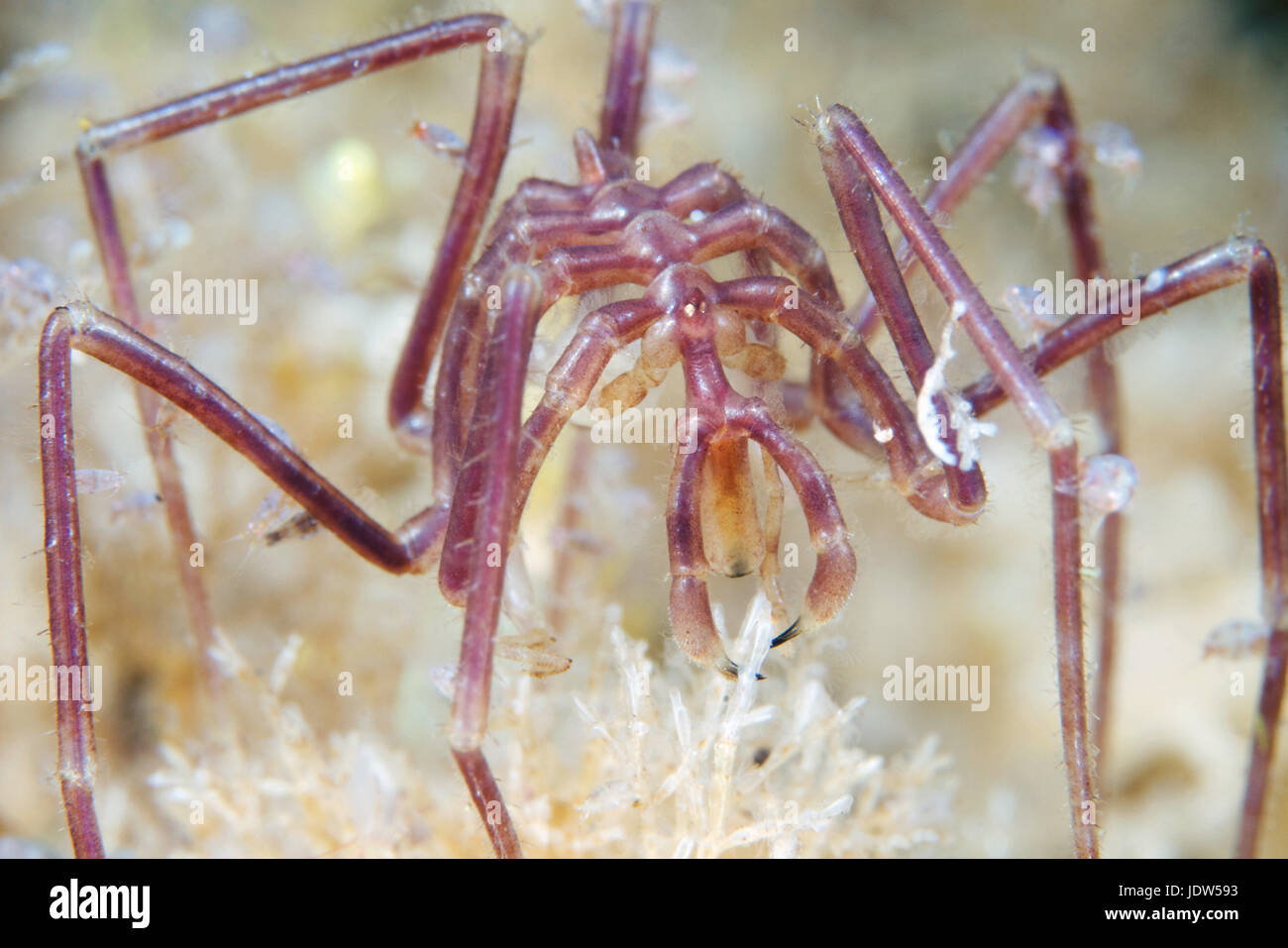 Nymphon grossipes sea spider Stock Photo