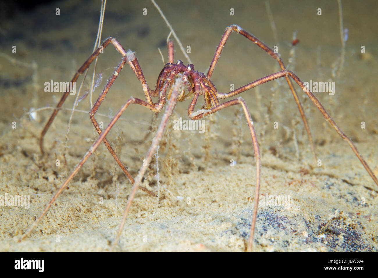 Nymphon sea spider Stock Photo
