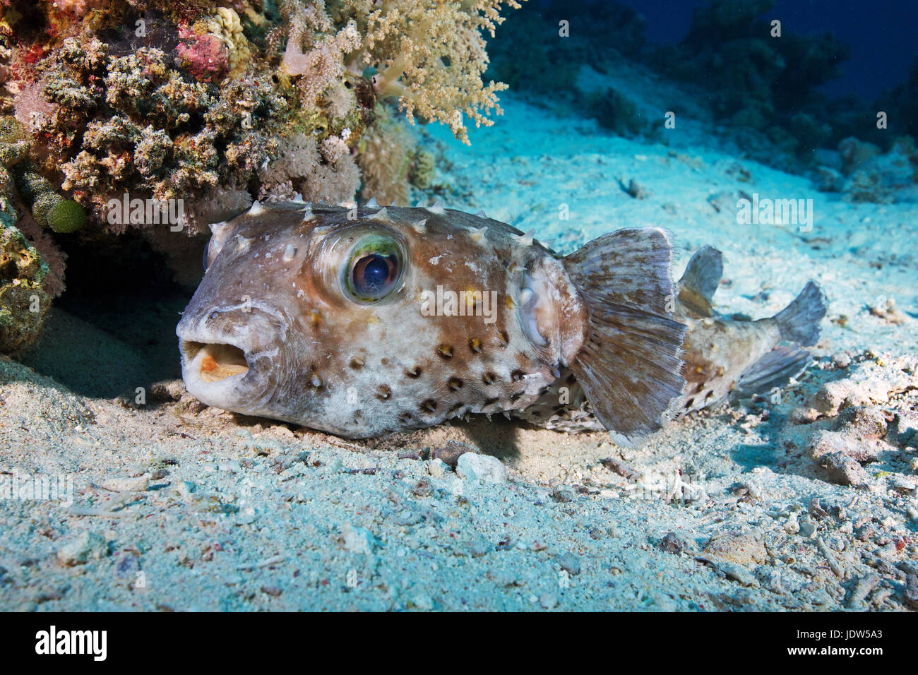 Spotbase burrfish (Cyclichthys spilostylus) Stock Photo