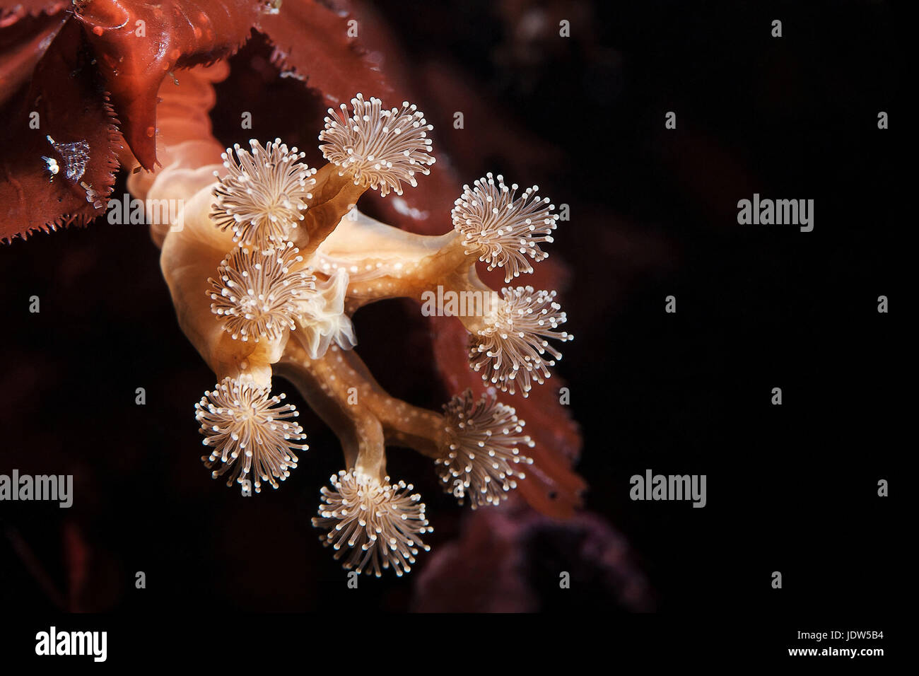 Lucernaria quadricornis, stalked jellyfish Stock Photo