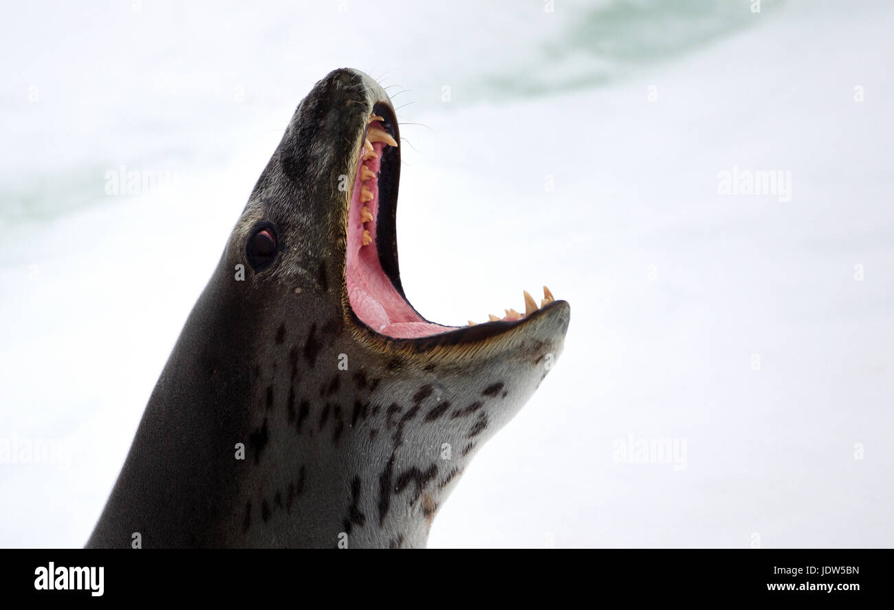Leopard Seal on iceberg, ice floe in the southern ocean, 180 miles north of East Antarctica, Antarctica Stock Photo