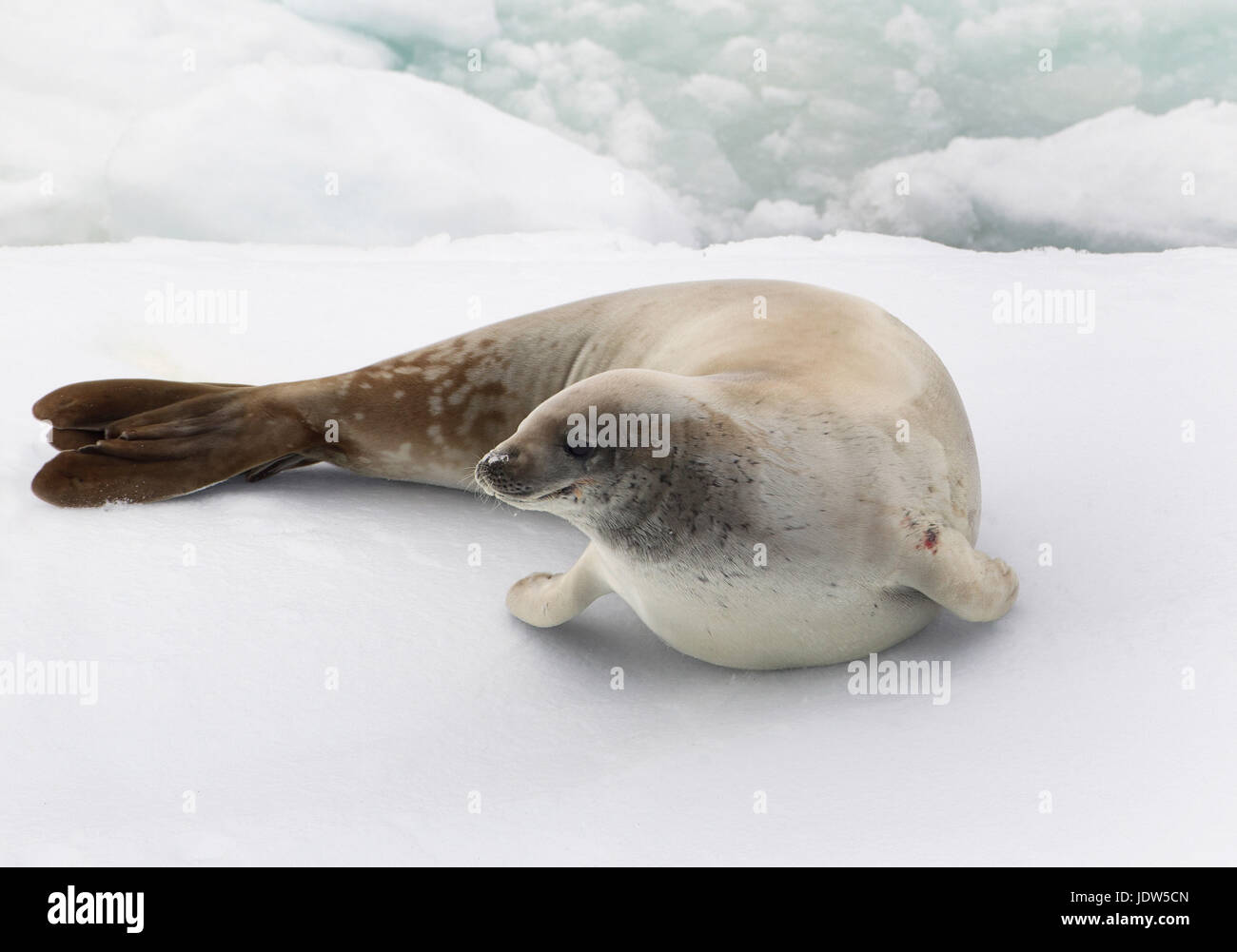 A Crabeater Seal in the ice floe in the southern ocean, 180 miles north of East Antarctica, Antarctica Stock Photo