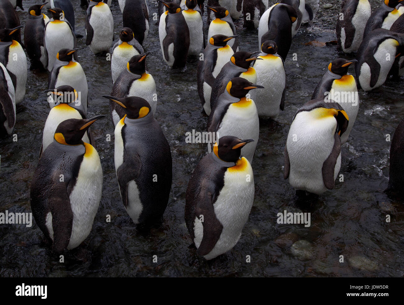 King Penguins, Macquarie Island, Southern Ocean Stock Photo