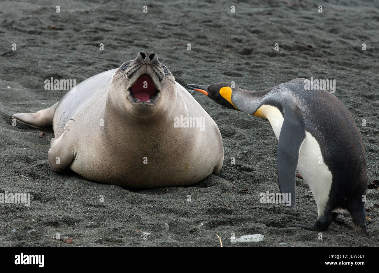 King penguin with Elephant Seal weaner, Macquarie Island, Southern Ocean Stock Photo