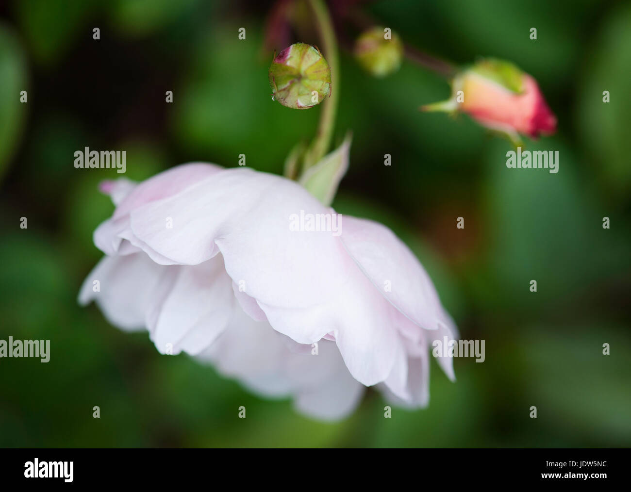 Rambler rose hi-res stock photography and images - Alamy