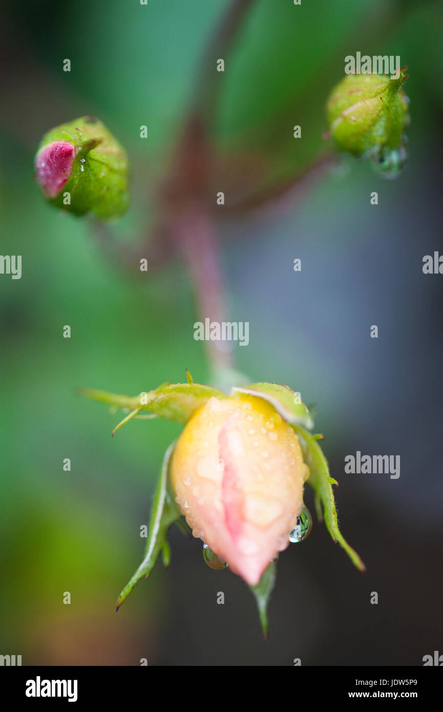 English Rose 'Lady of the Lake' rosebuds Stock Photo