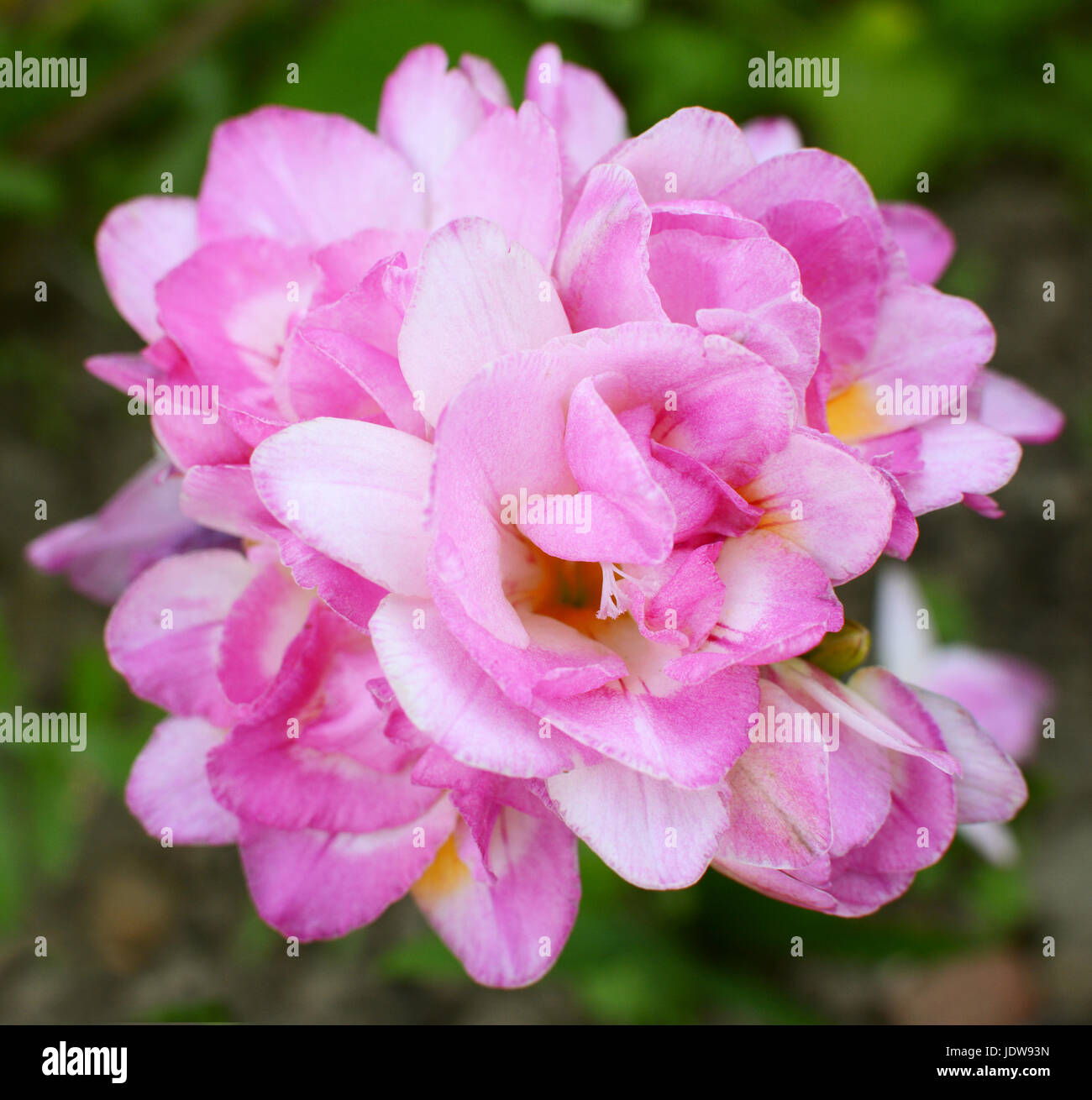 Dense cluster of a pink double freesia flowers with soft petals and delicate stamen Stock Photo