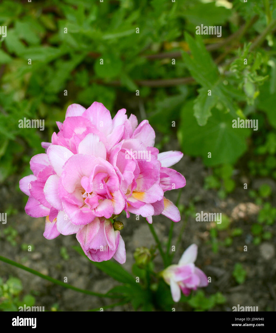 Pretty pink freesia growing in a flower bed with lush foliage beyond Stock Photo