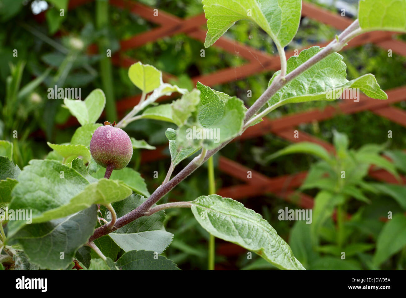 A young fruit develops on the branch of a Braeburn apple tree in an allotment Stock Photo