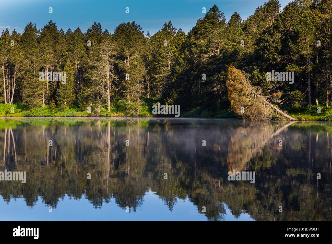 green forest and blue sky perfectly reflected on dark water surface of lake etang de la gruere, Switzerland Stock Photo