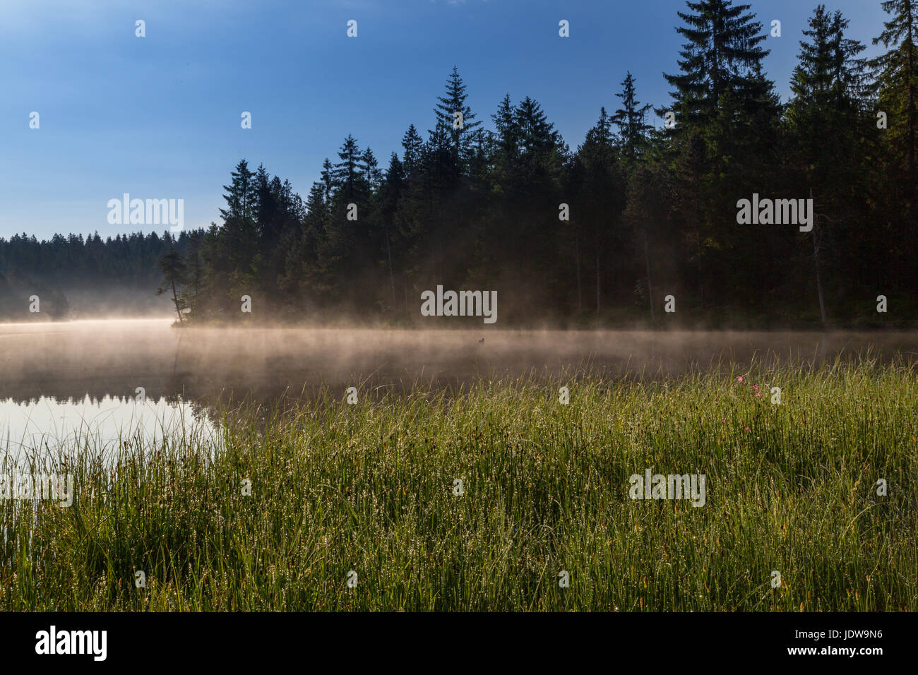 Lake 'etang de la gruere' in morning with blue sky, mist and duck, Switzerland Stock Photo
