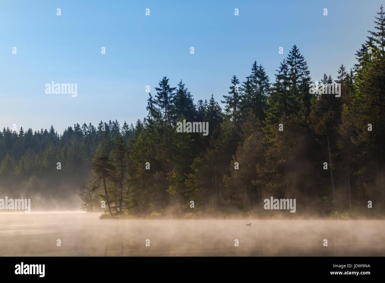 Lake 'etang de la gruere' in morning with natural blue sky, mist and duck Stock Photo