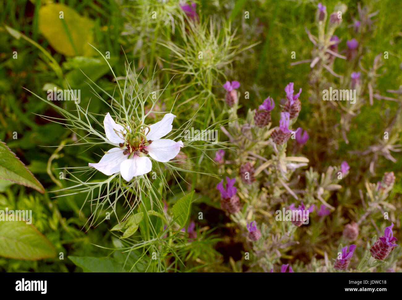 White love-in-a-mist flower with frondy foliage grows next to butterfly lavender in a garden Stock Photo